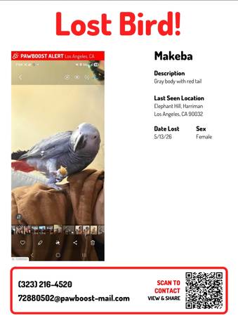 Lost bird