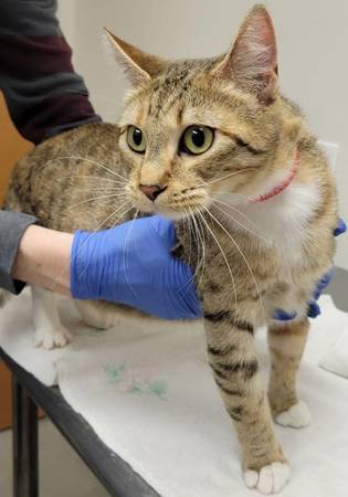 Found cat