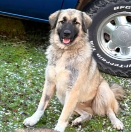 Lost dog