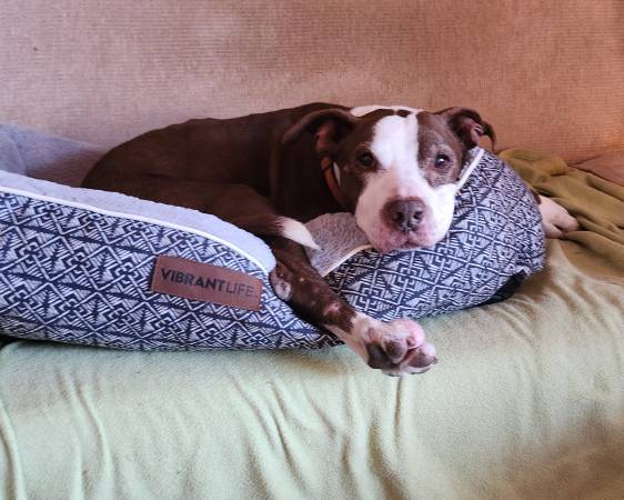 Lost dog
