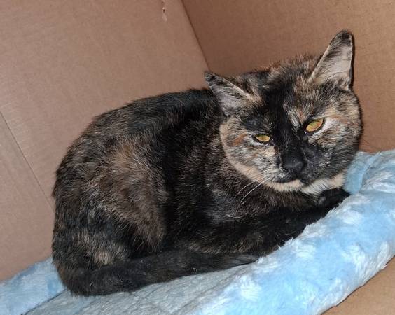 Lost cat