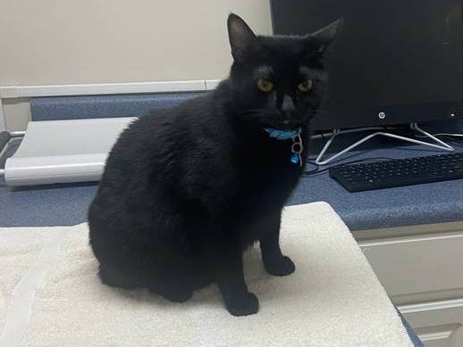Lost cat
