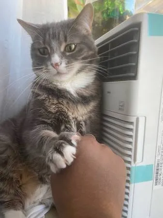 Lost cat