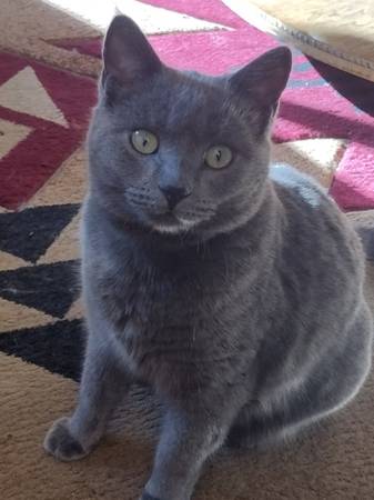 Lost Cat in Pine Grove