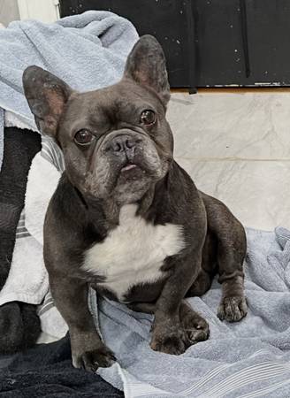 Lost dog
