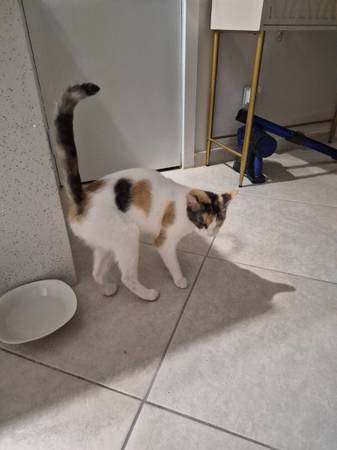Found cat