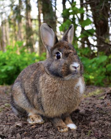 Found Rabbit in Brisbane