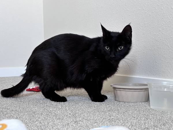 Found cat