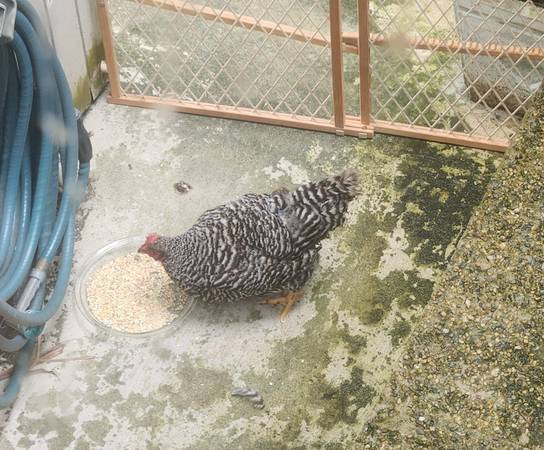 Found bird