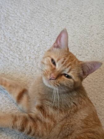 Found cat