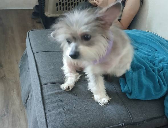 Found dog