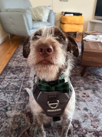 Lost dog
