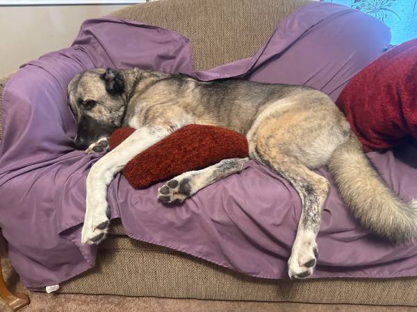Lost dog
