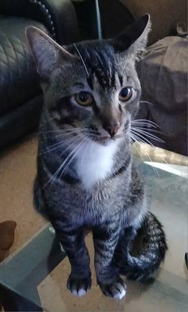 Lost cat