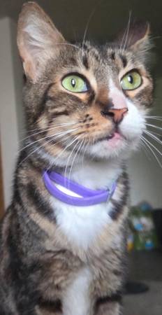Lost cat