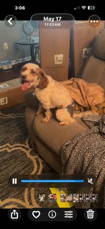 Lost dog