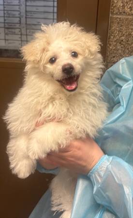 Found Dog in Eugene
