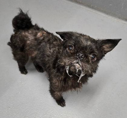 Found Dog in Dorena