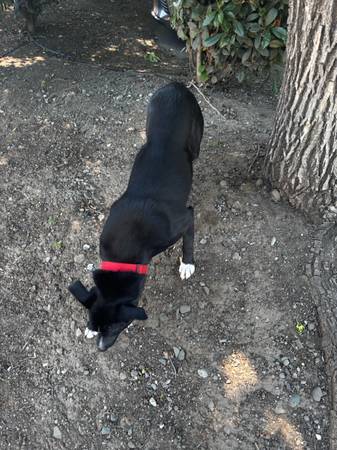 Found dog
