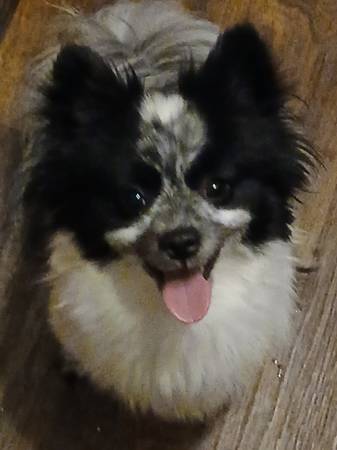 Lost dog
