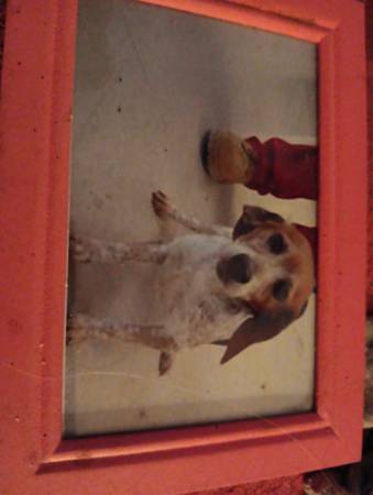 Lost dog
