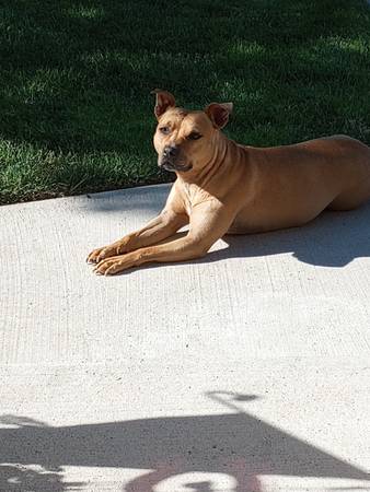 Lost dog