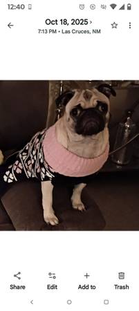 Lost dog