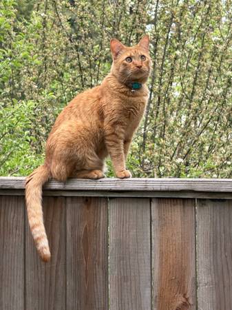 Lost cat