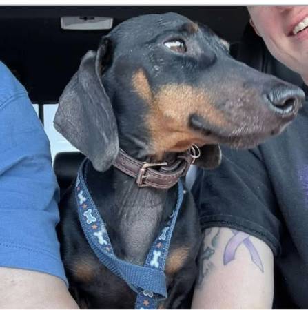 Found dog