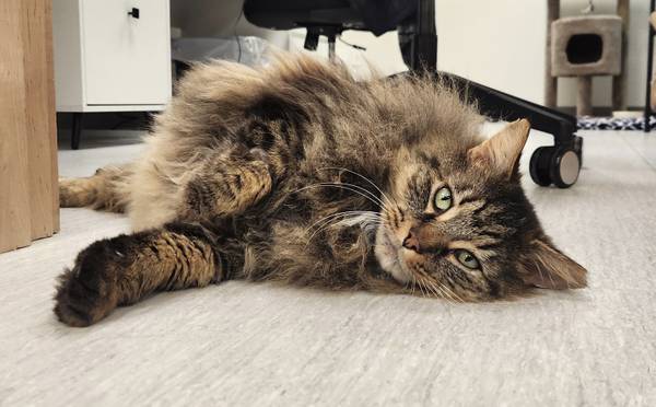 Lost cat