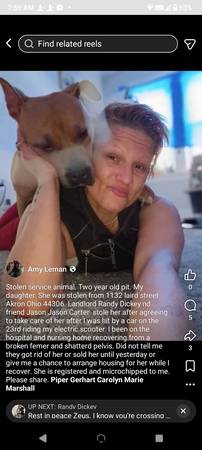 Lost dog
