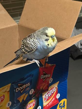 Found Bird in Randall'S Island