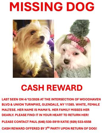 Lost dog