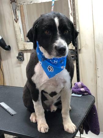 Lost dog