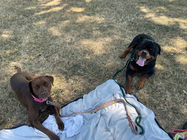 Lost dog