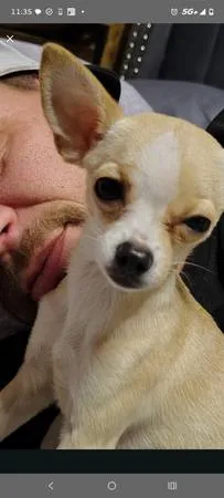 Lost dog