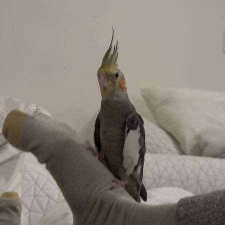 Lost Bird in Milwaukie
