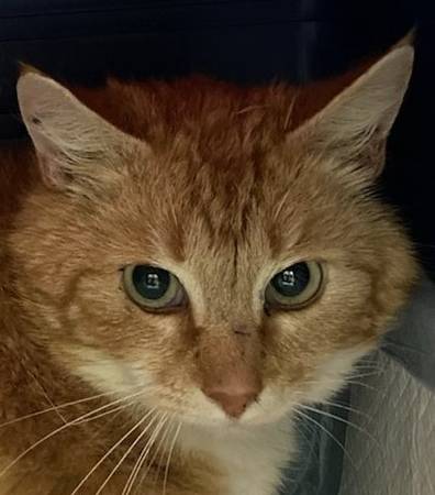 Found cat