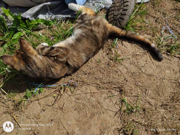 Lost Cat in Canyonville