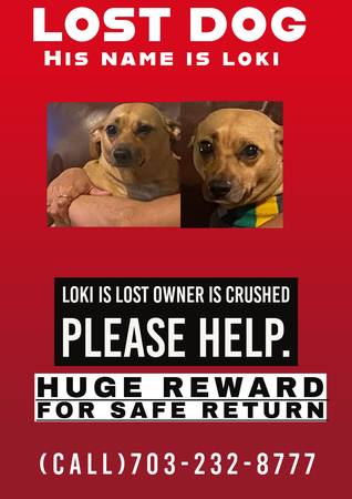 Lost dog