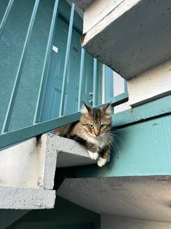 Found cat