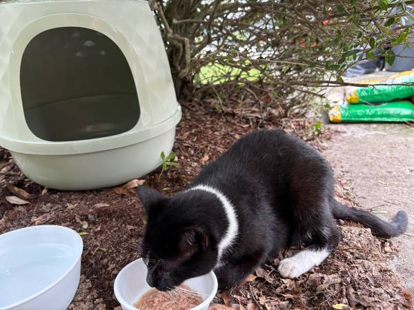 Found cat