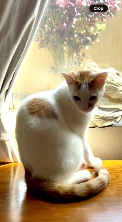 Lost cat