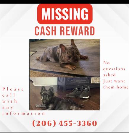 Lost dog