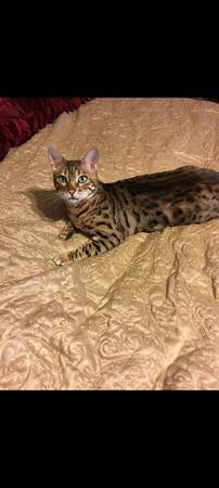 Lost cat