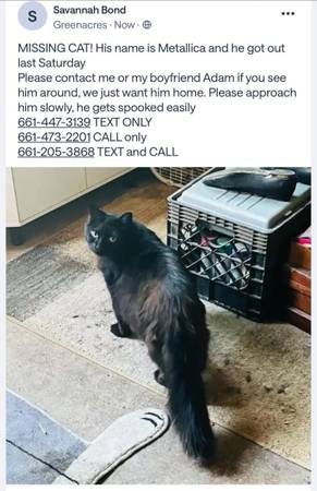 Lost cat