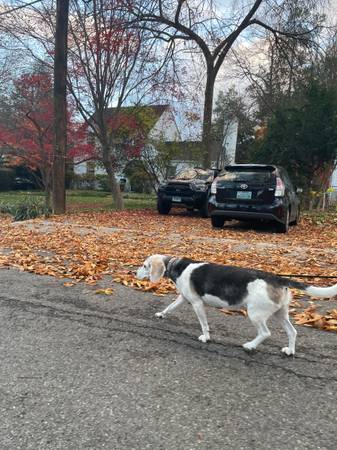 Lost Dog in Silver Spring