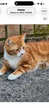 Lost cat