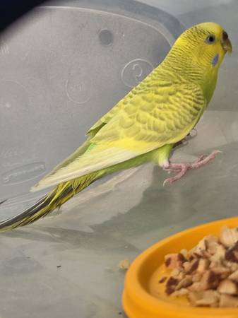 Found Bird in Allentown
