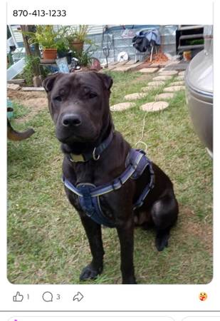 Lost dog